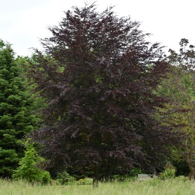 Fagus sylvatica Purpurbladig