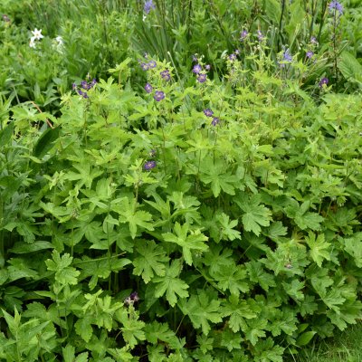 Geranium phaeum Lily Lovell