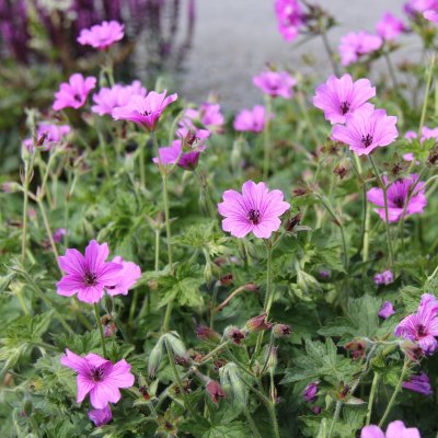 Geranium hybr. Elworthy Eyecatcher