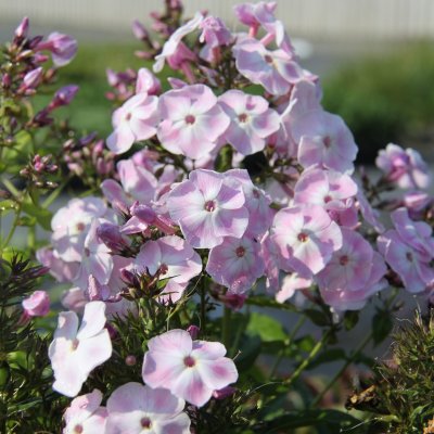 Phlox paniculata Mother of Pearl