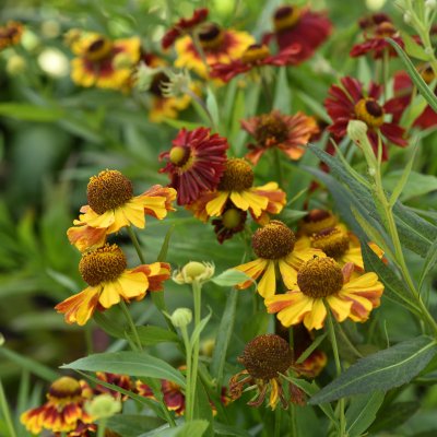 Helenium aut. hybr. Helena Rote Töne (Helena Red Shades)