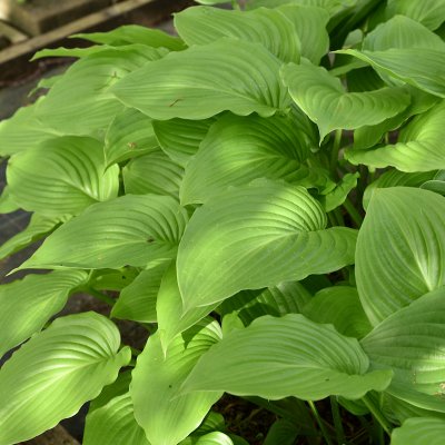 Hosta plantaginea Venus