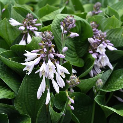 Hosta sieboldiana