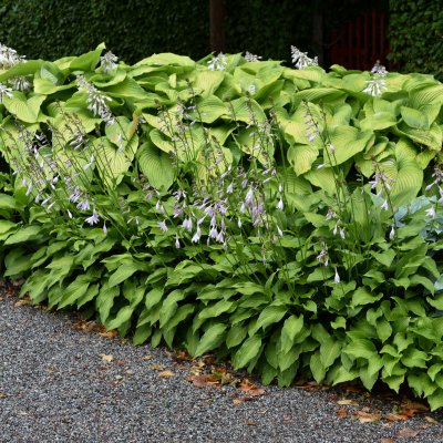 Hosta ventricosa