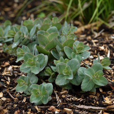 Hylotelephium telephium subsp. ruprechtii Hab Gray