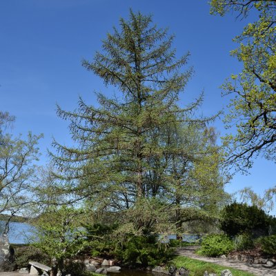 Larix kaempferi