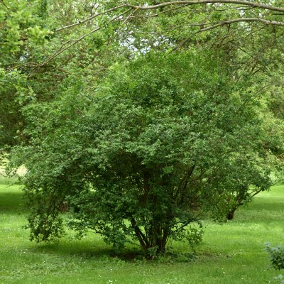 Ligustrum ovalifolium