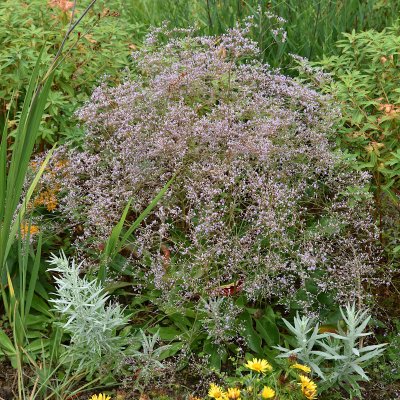 Limonium platyphyllum