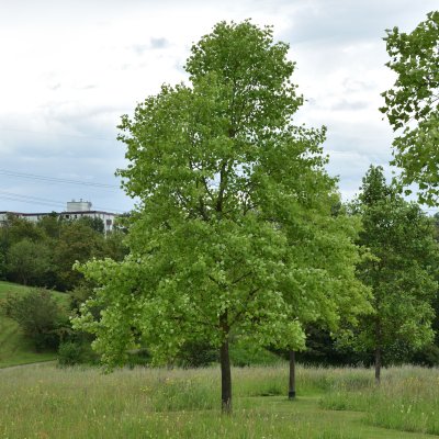 Liriodendron tulipifera