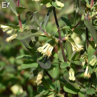 Lonicera caerulea Falun E