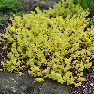 Lysimachia nummularia Goldilocks