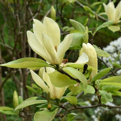 Magnolia Yellow Lantern