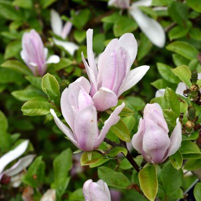 Magnolia liliiflora George Henry Kern