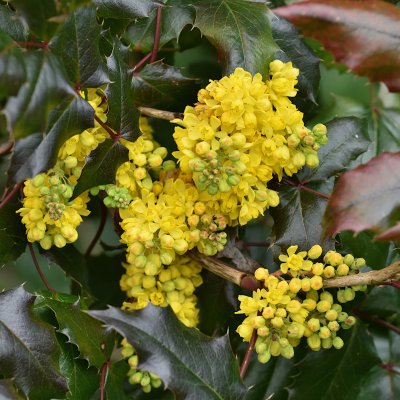 Mahonia aquifolium