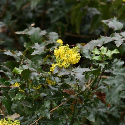 Mahonia aquifolium