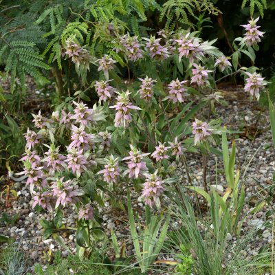 Monarda punctata