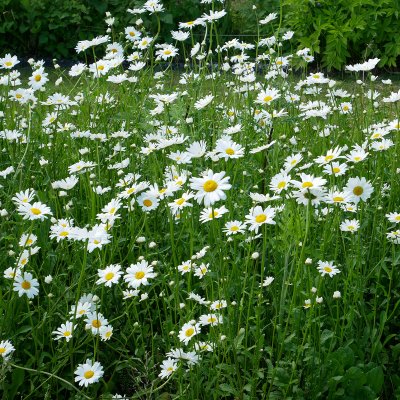 Leucanthemum vulgare