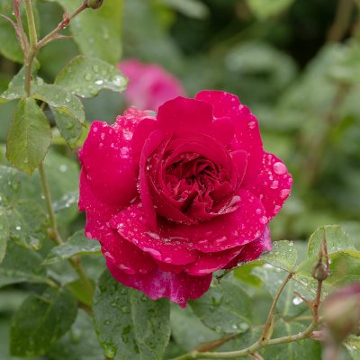 Rosa austin Thomas á Becket