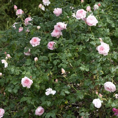 Rosa austin Scepter´d Isle ™