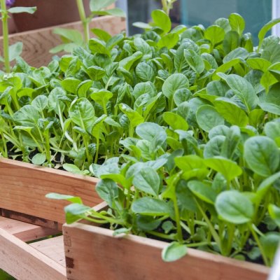 Spinacia oleracea, Spenat