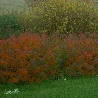 Spiraea betulifolia Tor, Björkspirea 10-pack, 20-30 C10