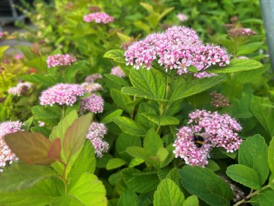 Spiraea betulifolia Pink Sparkler ®