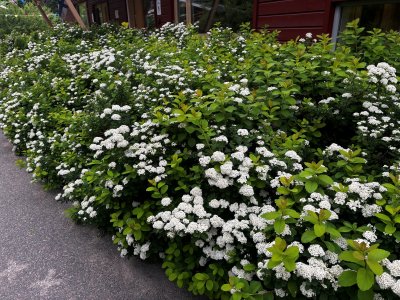 Spiraea betulifolia Tor, Björkspirea