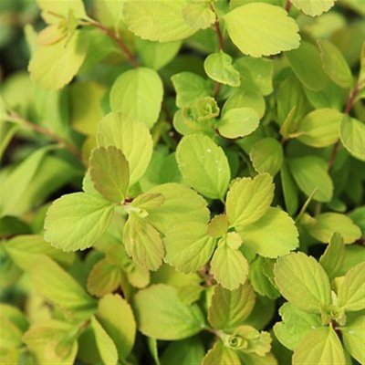 Spiraea betulifolia Tor Gold ®, Björkspirea, busk C3,5