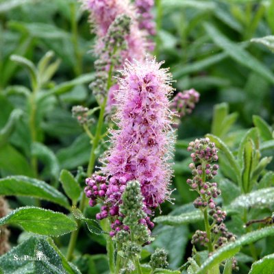 Spiraea x billardii, Klasespirea 10-pack, 50-80 barrot