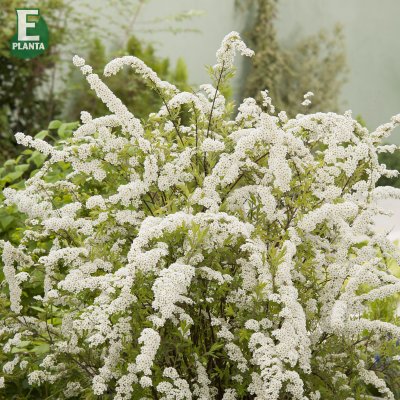 Spiraea cinerea Grefsheim E, Norsk-Brudspirea, Häck C1