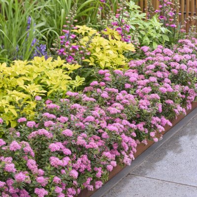 Spiraea japonica Odessa ®