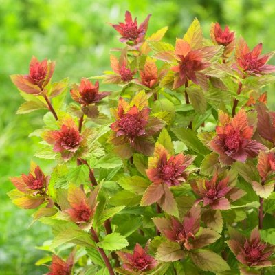 Spiraea japonica Sparkling Champagne ® (Lonspi), Praktspirea, 25-30 C2