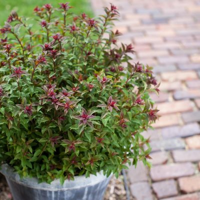 Spiraea japonica Superstar / Denistar, Praktspirea, busk C3,5