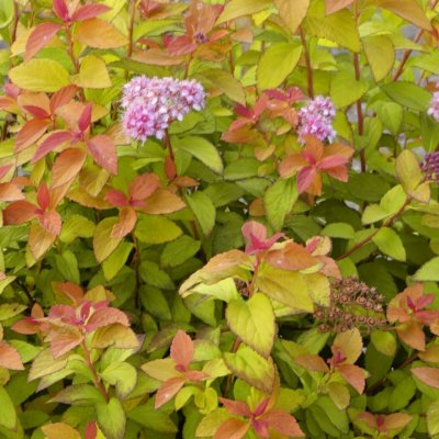 Spiraea japonica Zen´s Spirit ® Caramel ®, Rosenspirea