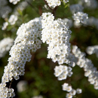 Spiraea cinerea Grefsheim E, Norsk-Brudspirea, Häck C1