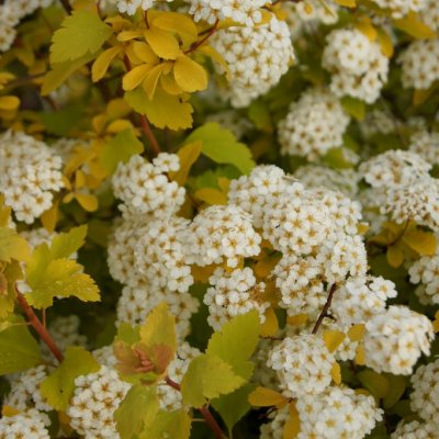 spiraea-x-vanhouttei-gold-fountain-bukettspirea-30-40-c3