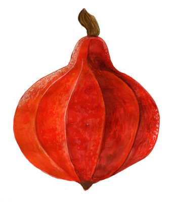 Squash, Vinter-, Akaguri Orange