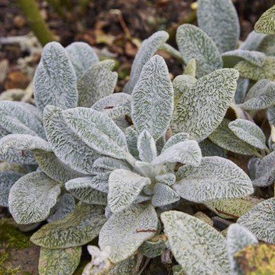 Stachys byzantina Cotton Boll, Lammöron