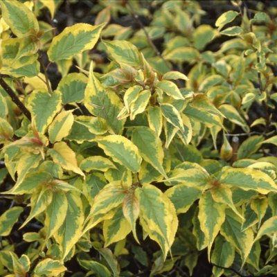 Stachyurus chinensis Joy Forever