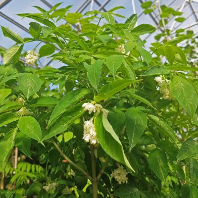 Staphylea pinnata, Pimpernöt, 60-80 C5