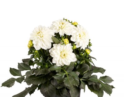 Dahlia, Stickling, Dalina ® Maxi Chiapas