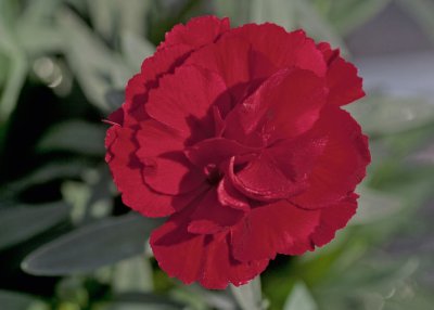 Nejlika, Stickling, Dianthus Oscar ® Dark Red