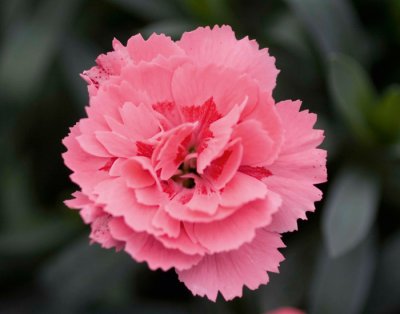 Nejlika, Stickling, Dianthus Oscar ® Pink