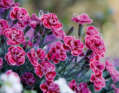 Nejlika, Stickling, Dianthus Purple Wedding ®