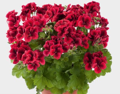 Änglapelargon Candy FLowers ® Bright Red, stickling 3-pack