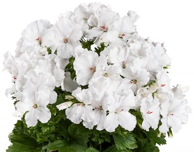 Änglapelargon Candy FLowers ® White, stickling 3-pack