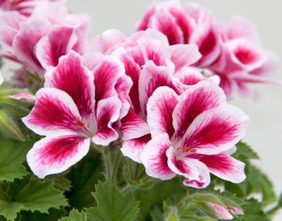 Änglapelargon Novita ® Pink Bicolor, kruka