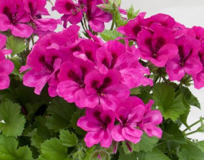 Änglapelargon Novita ® Violet, stickling 3-pack