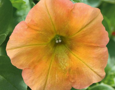 Petunia, Stickling, Famous Apricot