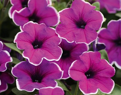 Petunia, Stickling, Famous Lilac Picotee